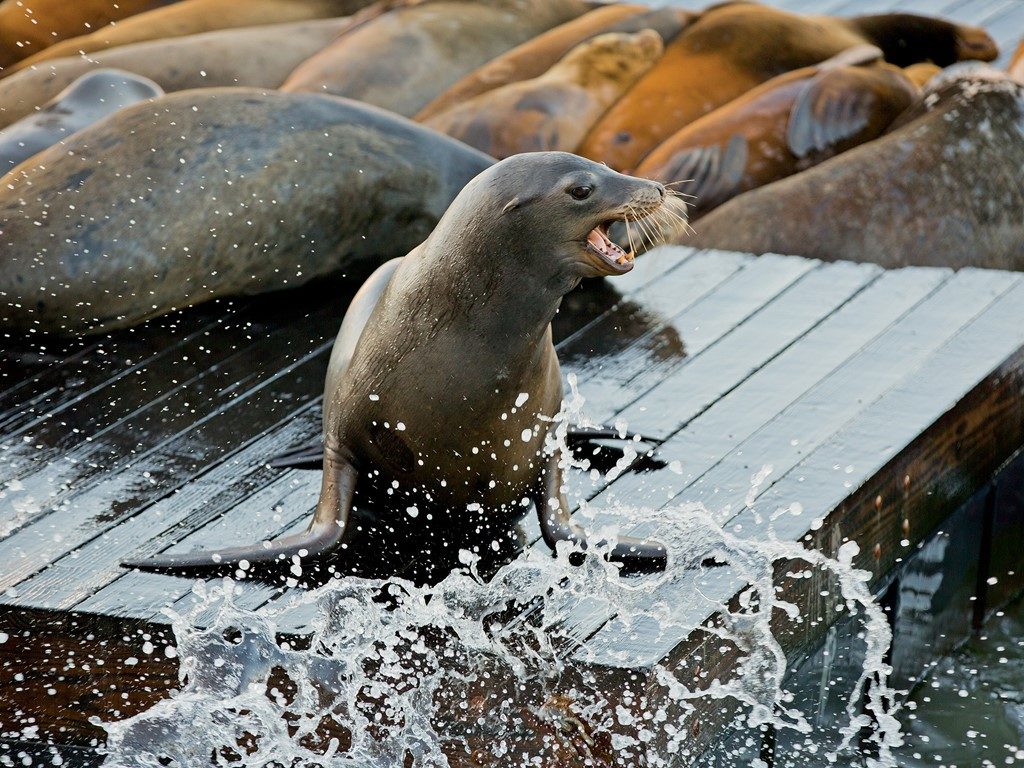 Sea Lion Walking Tour Get On Board
