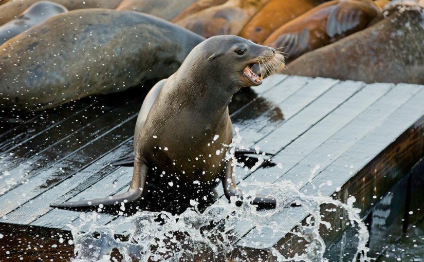 Sea Lion Tours