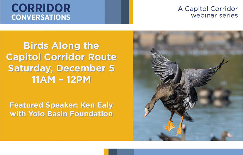 Corridor Conversations: Birds Along the Capitol Corridor Route