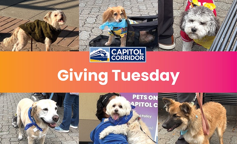 Support Our Furry Friends This Giving Tuesday