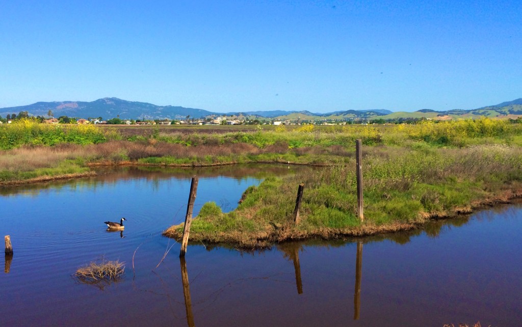 The Suisun Marsh in springtime.