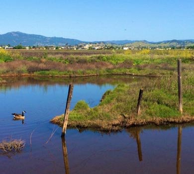 Explore the Suisun Marsh